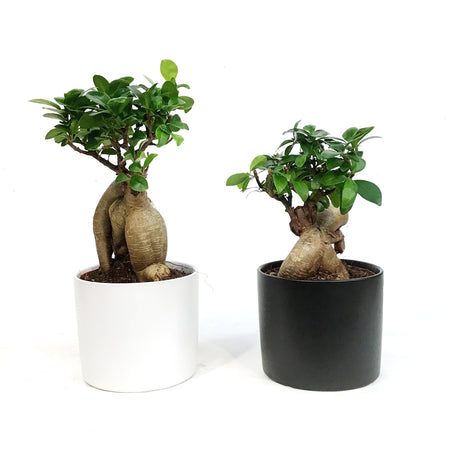 Bonsai, 5in, Ficus Ginseng in Ceramic Pot