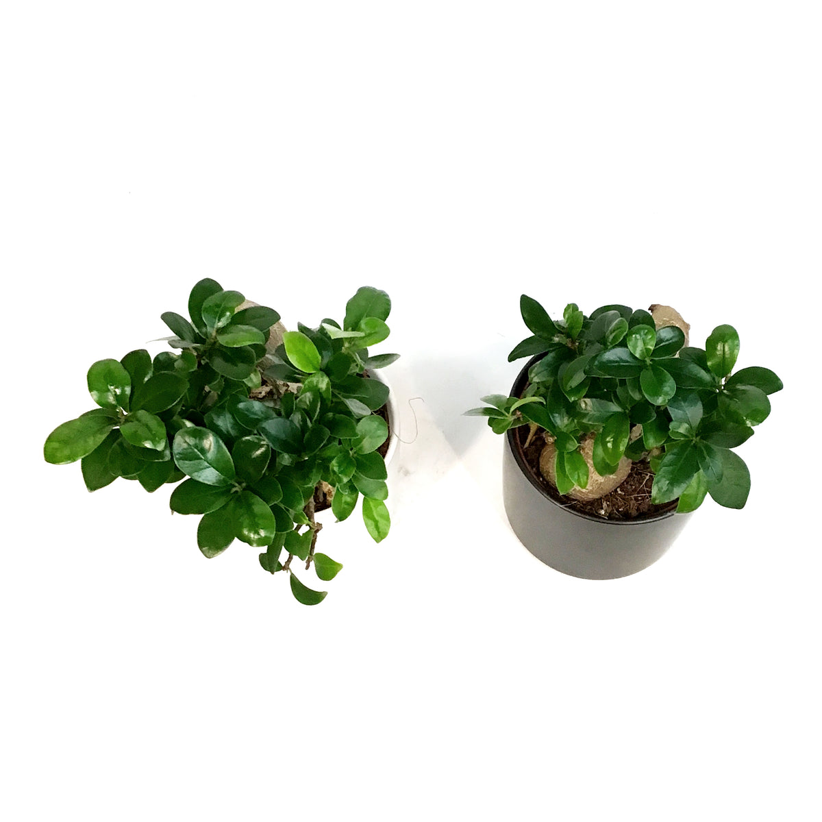 Bonsai, 5in, Ficus Ginseng in Ceramic Pot