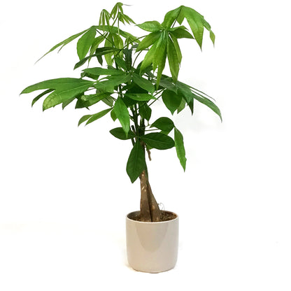 Pachira, 5in, Money Tree Braid in Ceramic Pot