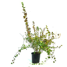 Load image into Gallery viewer, Gooseberry, 2 gal, Pixwell
