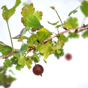 Gooseberry, 2 gal, Pixwell