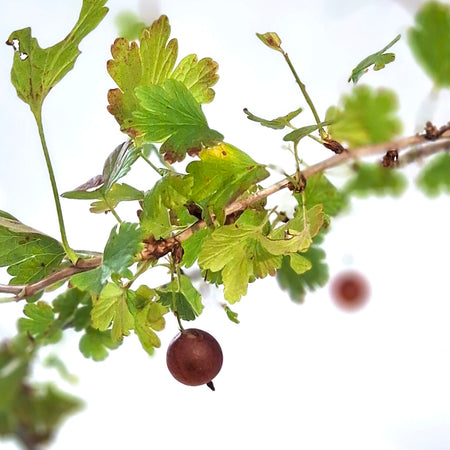 Gooseberry, 2 gal, Pixwell