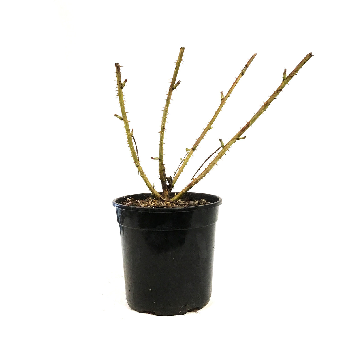 Raspberry, 1 gal, Wyoming Black – Floral Acres Greenhouse & Garden Centre