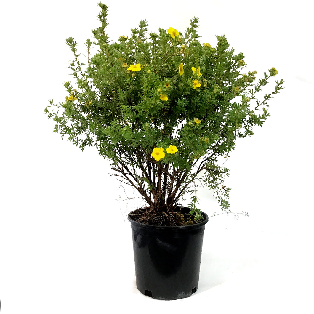 Potentilla, 2 gal, Goldfinger