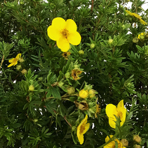 Potentilla, 2 gal, Goldfinger