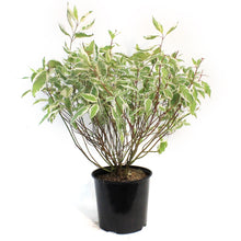 Load image into Gallery viewer, Dogwood, 1 gal, Ivory Halo®
