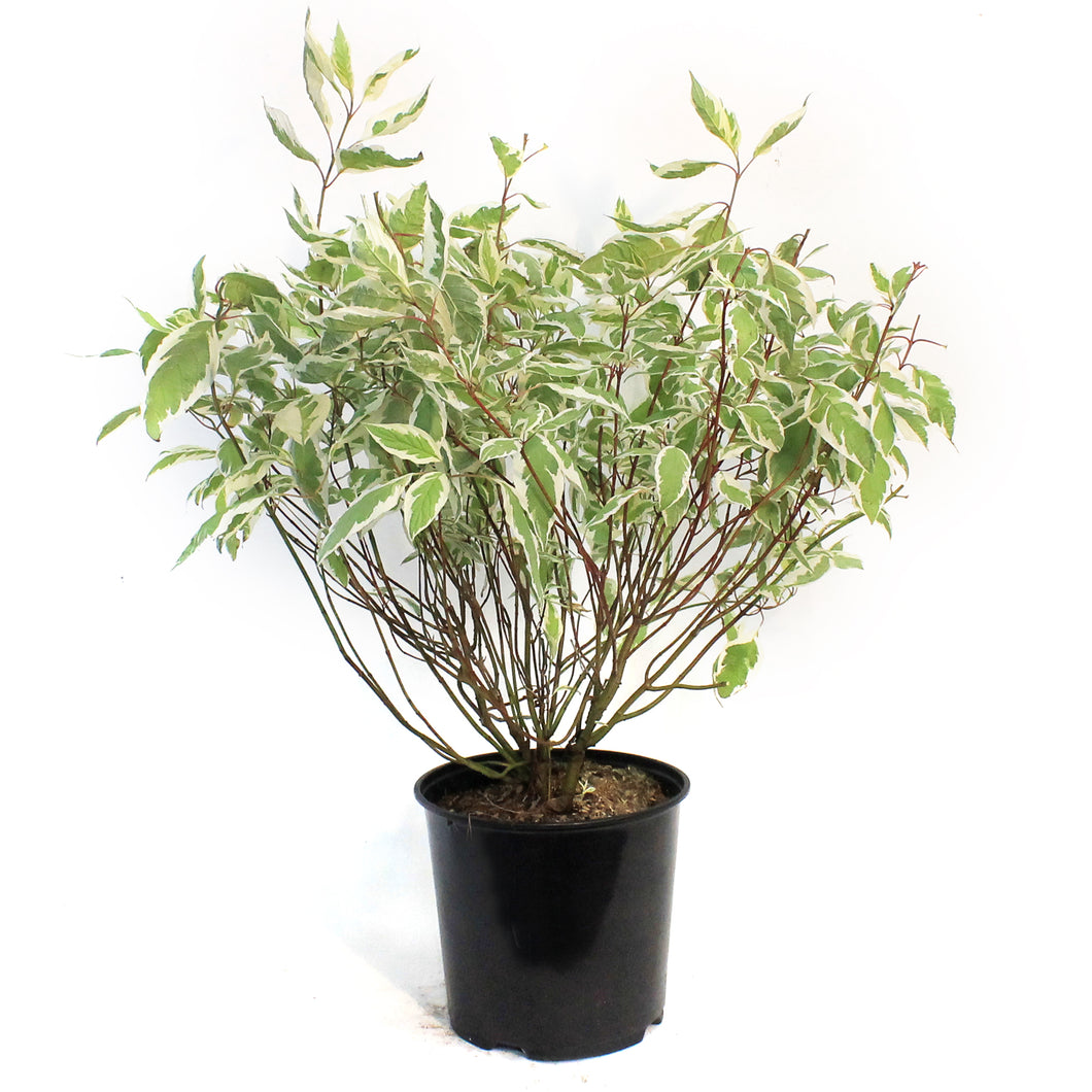 Dogwood, 1 gal, Ivory Halo®