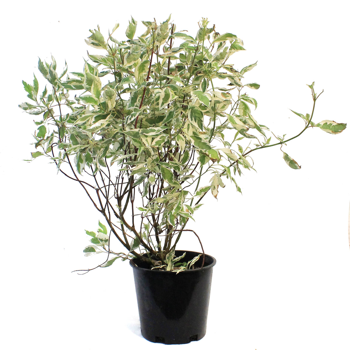 Dogwood, 2 gal, Silver Charm