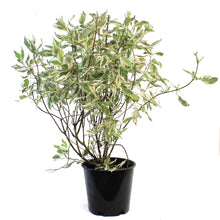 Load image into Gallery viewer, Dogwood, 2 gal, Silver Charm
