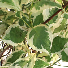 Load image into Gallery viewer, Dogwood, 2 gal, Silver Charm
