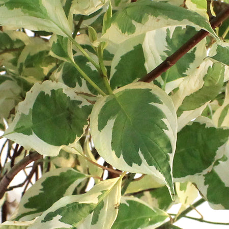 Dogwood, 2 gal, Silver Charm