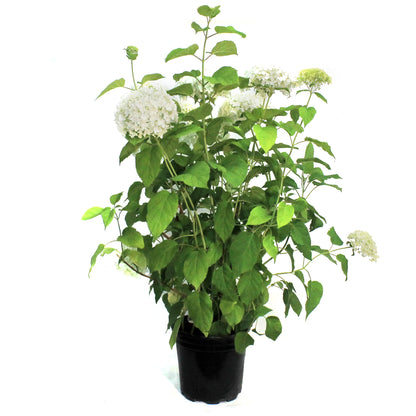 Hydrangea, 2 gal, Annabelle