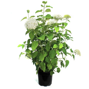 Hydrangea, 2 gal, Annabelle
