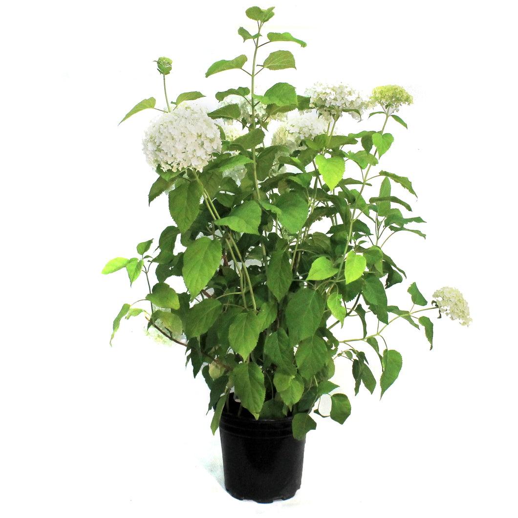 Hydrangea, 2 gal, Annabelle