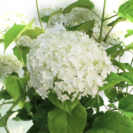 Hydrangea, 2 gal, Annabelle