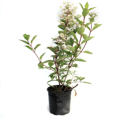 Hydrangea, 2 gal, Fire & Ice®