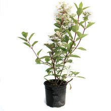 Load image into Gallery viewer, Hydrangea, 2 gal, Fire &amp; Ice®
