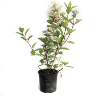Hydrangea, 2 gal, Fire & Ice®