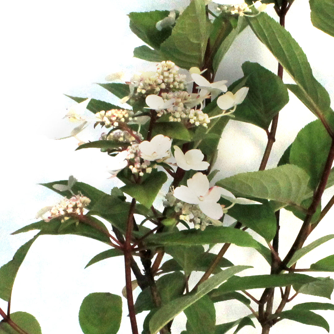 Hydrangea, 2 gal, Fire & Ice®
