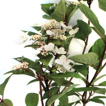 Load image into Gallery viewer, Hydrangea, 2 gal, Fire &amp; Ice®
