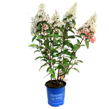 Load image into Gallery viewer, Hydrangea, 2 gal, Lavalamp Candelabra™
