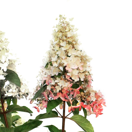 Hydrangea, 2 gal, Lavalamp Candelabra™