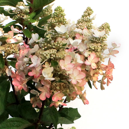 Hydrangea, 2 gal, Lavalamp Flare™