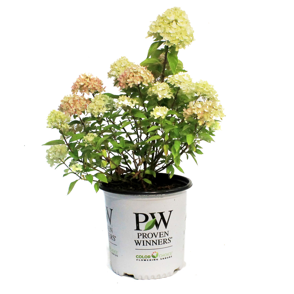 Hydrangea, 2 gal, Little Lime®