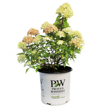 Load image into Gallery viewer, Hydrangea, 2 gal, Little Lime®
