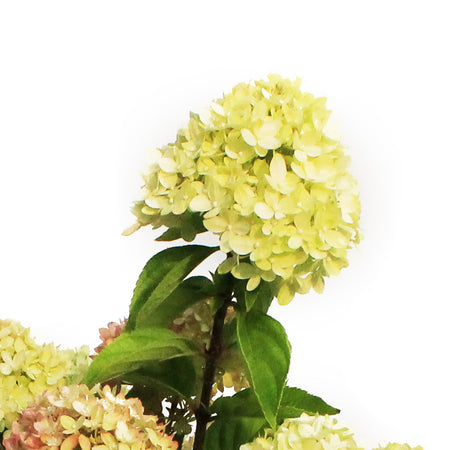 Hydrangea, 2 gal, Little Lime®