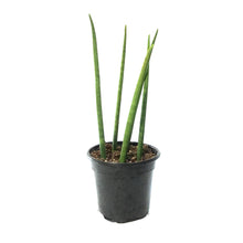 Load image into Gallery viewer, Sansevieria, 4in, Fernwood/Mikado
