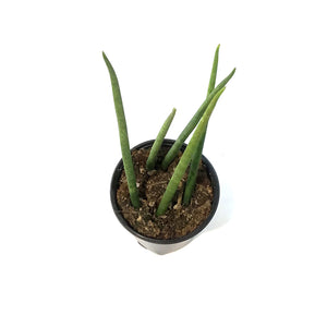 Sansevieria, 4in, Fernwood/Mikado