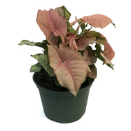 Syngonium, 6in, Neon Robusta