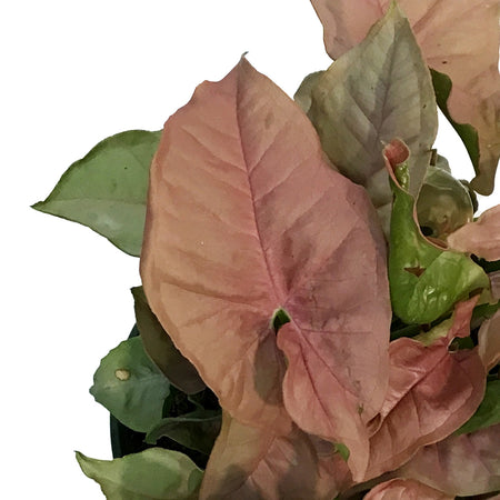 Syngonium, 6in, Neon Robusta