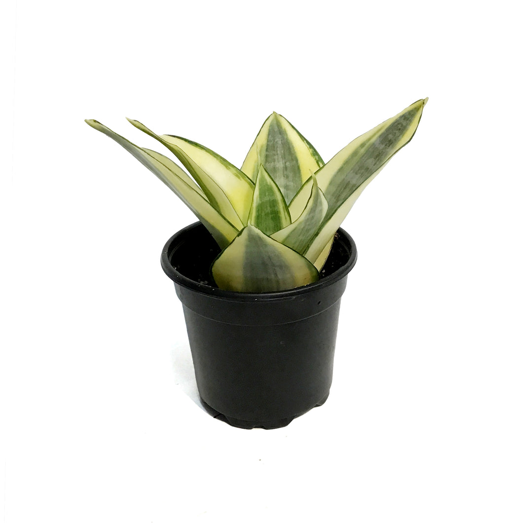 Sansevieria, 4in, Golden Hahnii