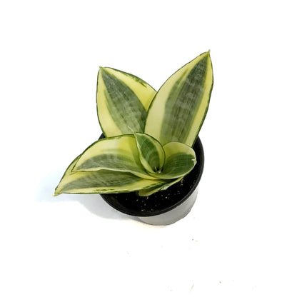Sansevieria, 4in, Golden Hahnii