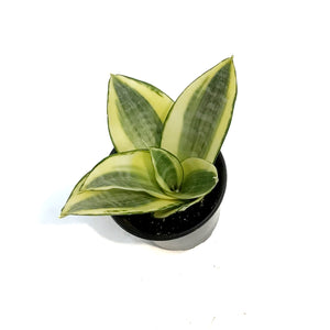 Sansevieria, 4in, Golden Hahnii