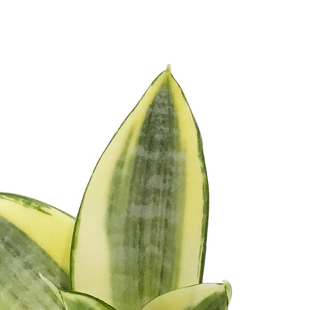 Sansevieria, 4in, Golden Hahnii