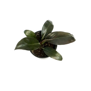 Philodendron, 4in, Imperial Red