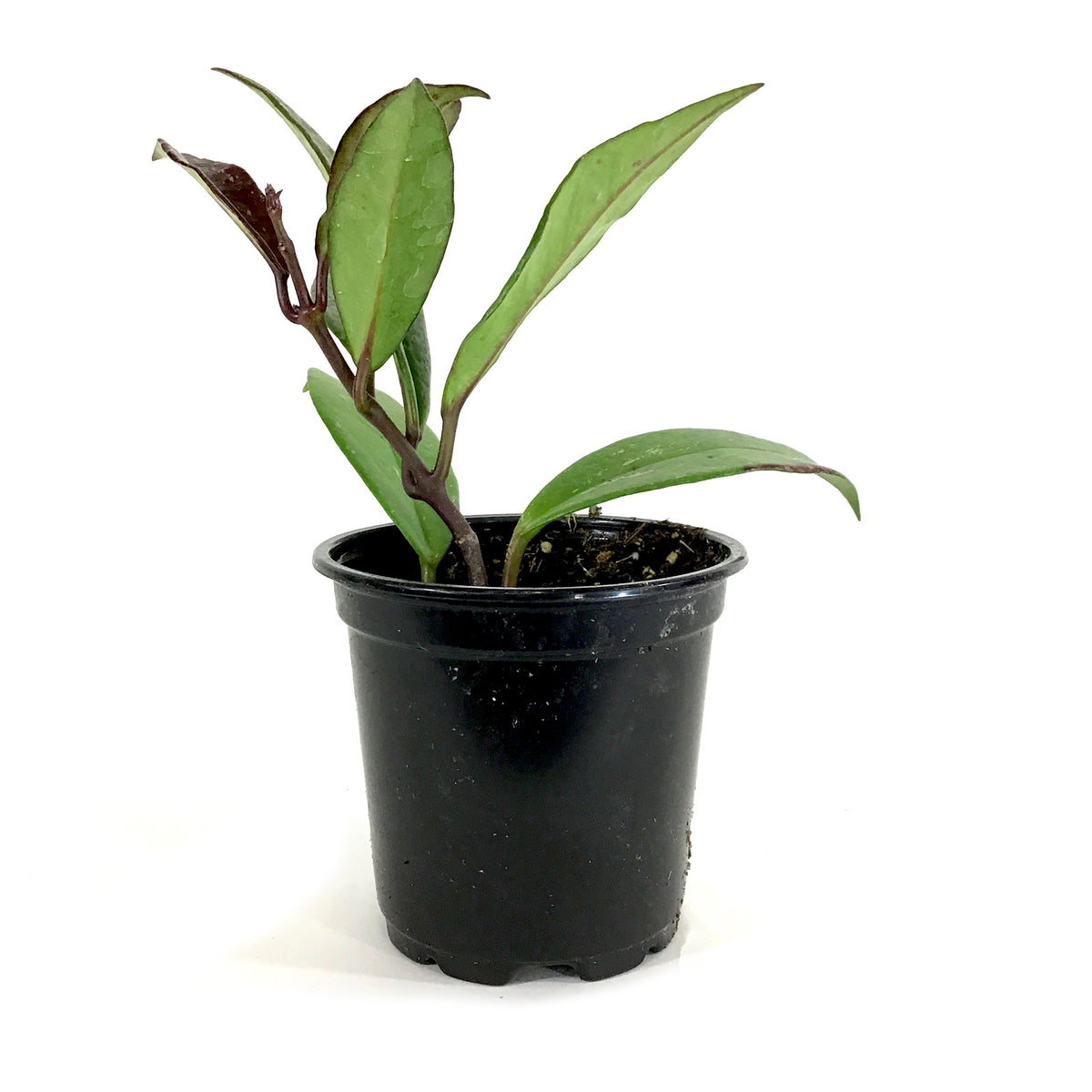 Hoya, 4in, Pubicalyx
