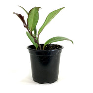 Hoya, 4in, Pubicalyx