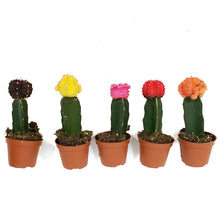 Load image into Gallery viewer, Cactus, 2.5in, Grafted, Assorted Colours
