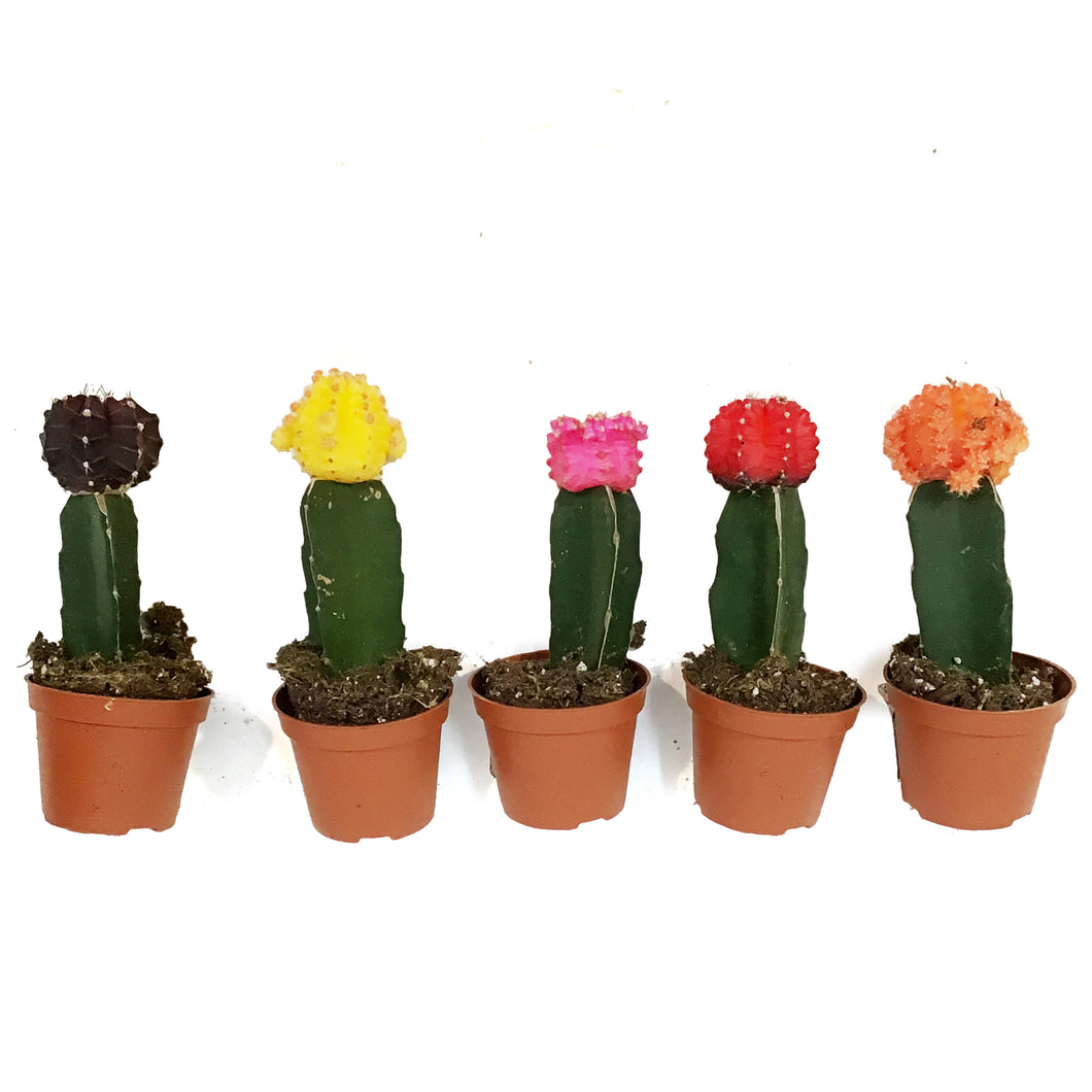 Cactus, 2.5in, Grafted, Assorted Colours