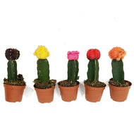 Cactus, 2.5in, Grafted, Assorted Colours
