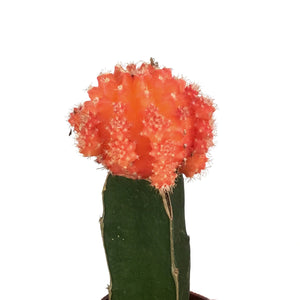 Cactus, 2.5in, Grafted, Assorted Colours