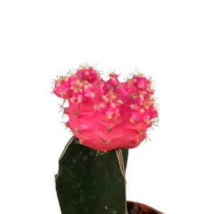 Cactus, 2.5in, Grafted, Assorted Colours