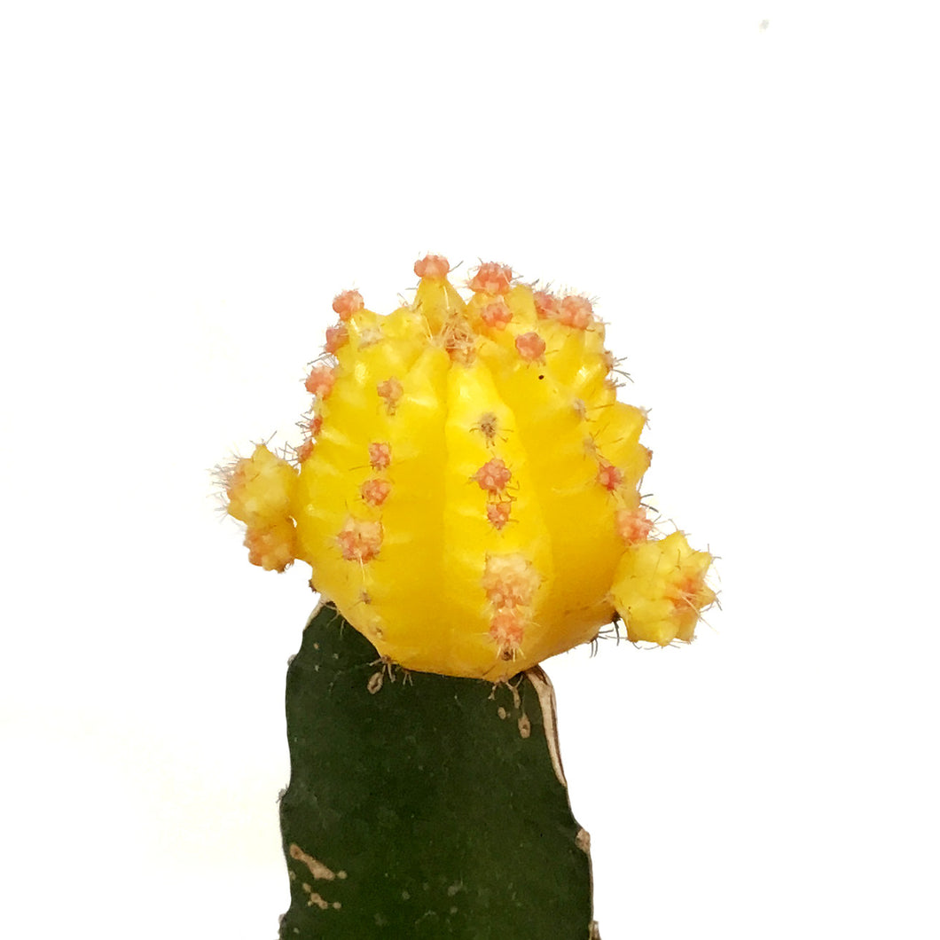 Cactus, 2.5in, Grafted, Assorted Colours