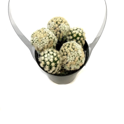 Cactus, 9cm, M. Gracilis Fr. Monstruosa 'Clone A'