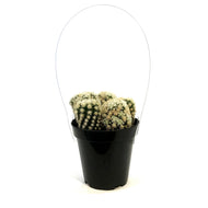 Cactus, 9cm, M. Gracilis Fr. Monstruosa 'Clone A'