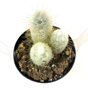 Cactus, 9cm, Austrocephalocereus Dybowskii